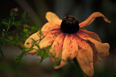 Close-up of wilted flower