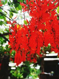 Close-up of red flowers on tree