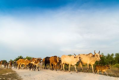 Cows on landscape against sky