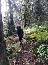 Dog in forest