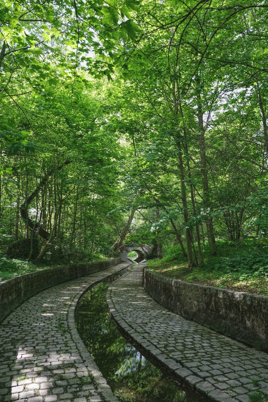 EMPTY FOOTPATH IN FOREST