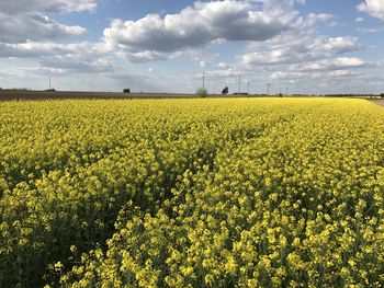 Scenic view of oilseed rape field against sky