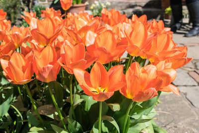 Close-up of red flowers