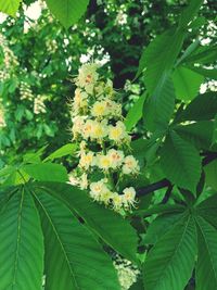 Close-up of fresh white flower blooming on tree