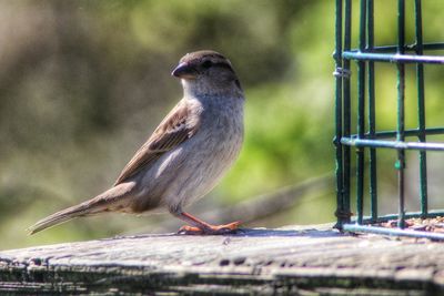 Close-up of bird perching outdoors