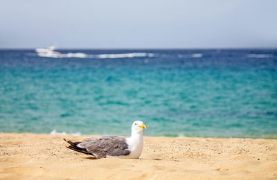 Seagull on a beach