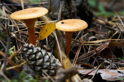 Close-up of mushroom growing on field