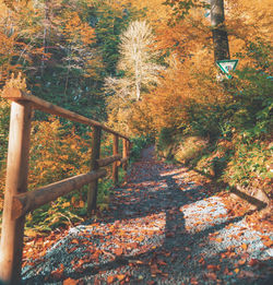 High angle view of footpath in forest during autumn