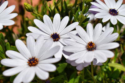 Close-up of white daisy flowers