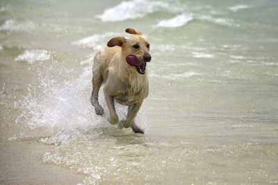 Dog running on beach