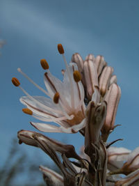 Close-up of wilted flower against sky