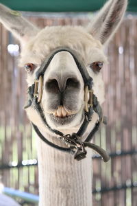 Portrait of llama against fence