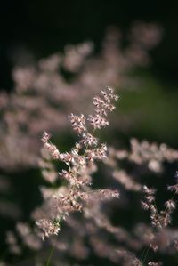 Close-up of flowers blooming outdoors