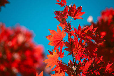 Red maple leaves turned red against back lights
