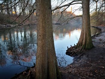 Scenic view of lake in forest