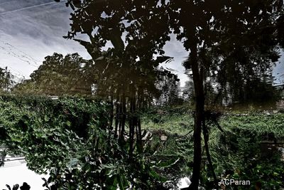 Trees by lake in forest against sky