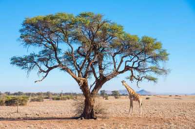 Tree on field against clear sky