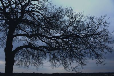 Low angle view of tree against sky