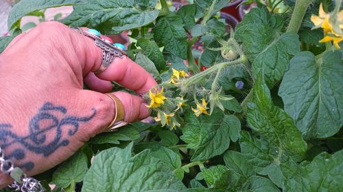 Midsection of person touching leaf on plant