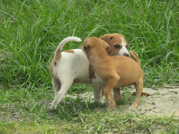 View of two dogs on grass