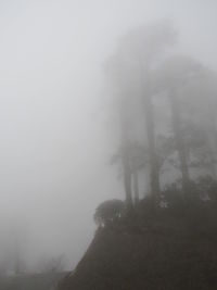 Low angle view of fog in foggy weather