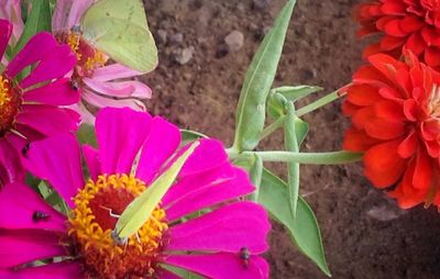 Close-up of pink flowers