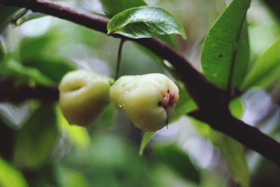 Close-up of berries growing on tree