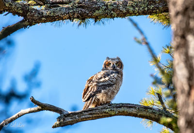 Fledgling great horned owl 