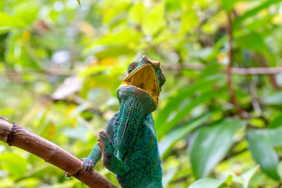 Close-up of bird perching on branch