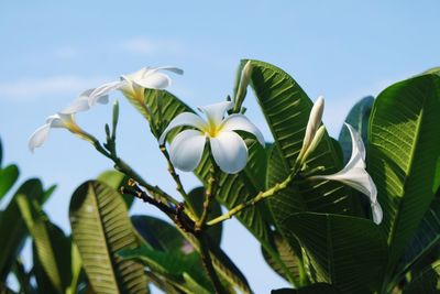 Low angle view of flowering plants against sky