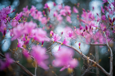 Close-up of pink cherry blossoms in spring