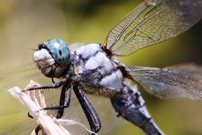 Close-up of dragonfly on plant