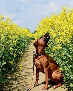 Dog looking away on field against sky