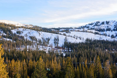 Pine trees in forest against sky during winter