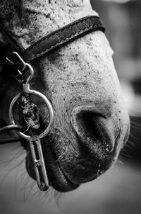 Extreme close up of horse snout