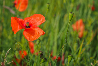 Close-up of red poppy flower on field