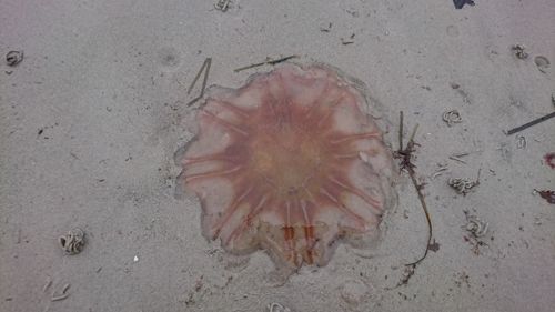 Close-up of sand on beach