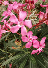 Close-up of pink flowering plants