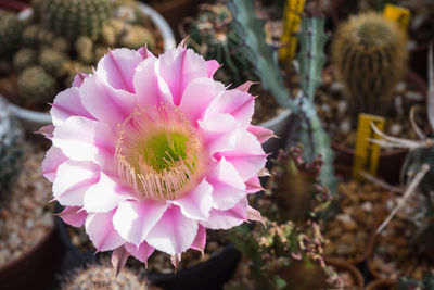 Close-up of pink cactus and succulent flower.