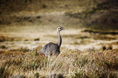 Bird on a field