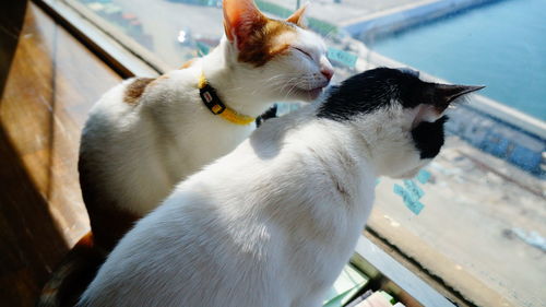 Cats sitting on window sill