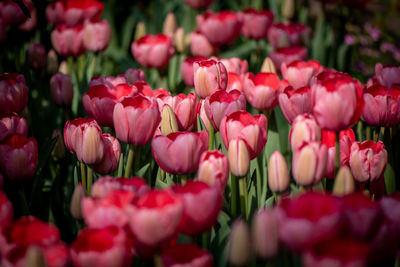 Close-up of pink tulips