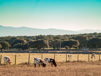 Horses in a field