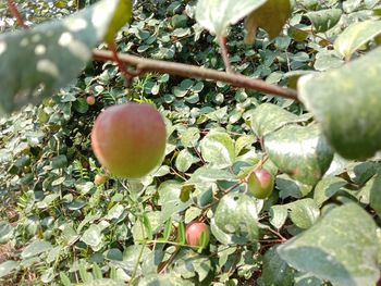 Close-up of fruits growing on tree