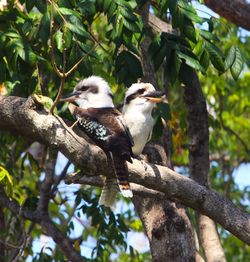 Low angle view of bird perching on branch