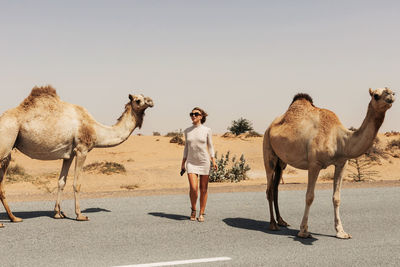 A young female tourist in sunglasses stands on the side of the road surrounded by a herd of camels