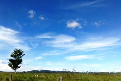 Scenic view of field against blue sky