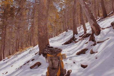 Snow covered trees in forest