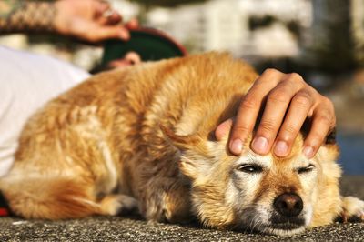 Close-up of man and dog relaxing on ground