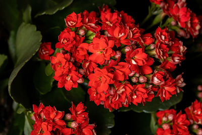 Close-up of red flowering plant